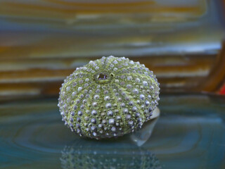 Seeigel