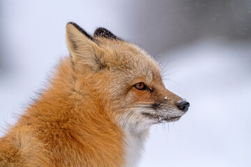 Fox in Winter