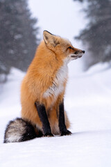 Fox in Winter