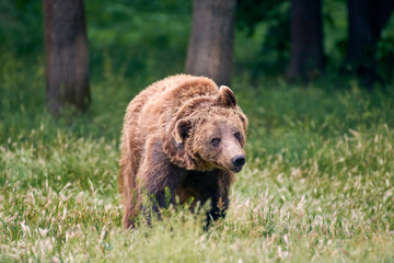 Fototapeta premium Close up photo of a wild big Brown Bear in natural habitat. Big brown bear (Ursus arctos) in the forest