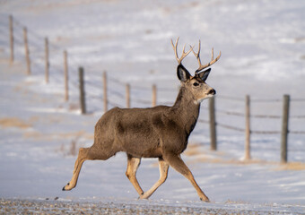 Deer in Winter