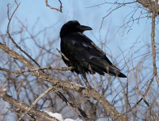 Close Up Raven