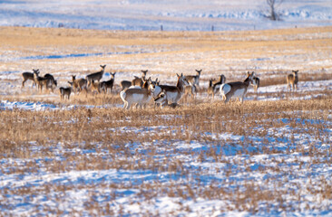 Fototapeta na wymiar Deer in Winter