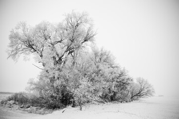 Prairie Winter Scene