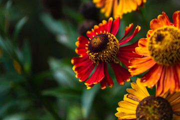 Multicolored autumn flowers marigolds