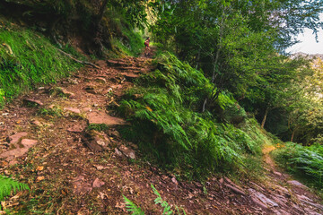 Joven senderista adentrándose en el bosque en pleno corazón de los Picos de Europa (España)