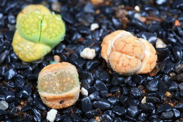A beautiful perennial succulent herb -- Lithops