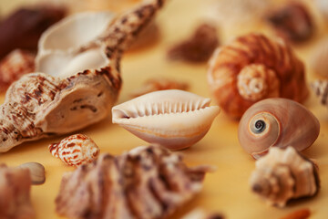 a lot of different empty sea shells on yellow background, macro details