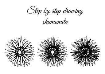How to draw chamomile step by step vector illustration. Drawing tutorial