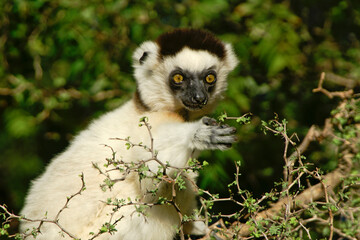 Young Verreaux's sifaka eating leaves in tree, Berenty, Madagascar