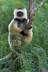 Diademed sifaka clinging to tree, Lemurs Island, Andasibe National Park (Perinet), Madagascar
