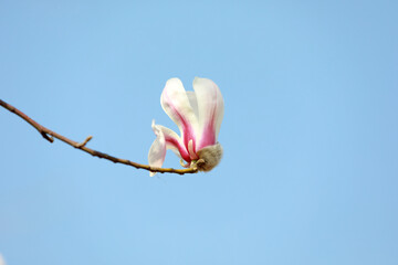 Fototapeta na wymiar Magnolia flower in the blue sky