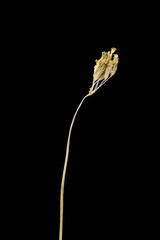 Dried dead flower isolated on black background. Sample of a flower in oriental style with pastel colors.
