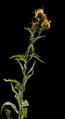 Dried dead Dandelion flower isolated on black background. Sample of a flower in oriental style with pastel colors.