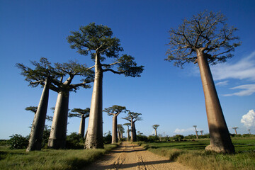Fototapeta na wymiar Grandidier's baobab trees along the Avenue des Baobabs, Morondava, Madagascar