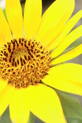 close up of yellow sunflower.  Healthy Lifestyles, Ecology, Organic Farming, Smallholding, Gardening, health concept, nature concept