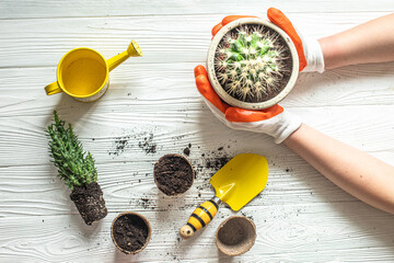 Repotting plants at home. Hands hold pot of round large cactus over white wooden table with decomposed tools for the gardener, watering can and eco-friendly pots with soil.