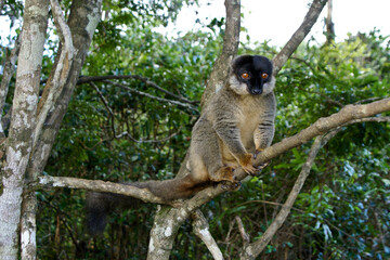 Obraz premium Brown lemur sitting in a tree, Lemurs Island, Andasibe National Park (Perinet), Madagascar