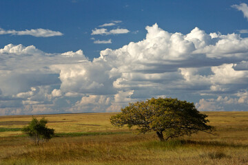 Fototapeta na wymiar The desolate landscape of southern Madagascar under a blue sky with beautiful cumulus clouds