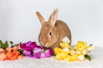 Rufus Bunny Rabbit with yellow, orange, purple tulips for Easter and Spring light background copy space