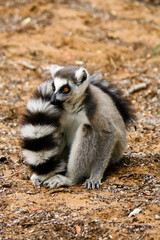 Ring-tailed lemur sitting with long tail curved around its body, Berenty, Madagascar