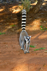 Ring-tailed lemur walking on ground, Berenty, Madagascar © Michele Burgess