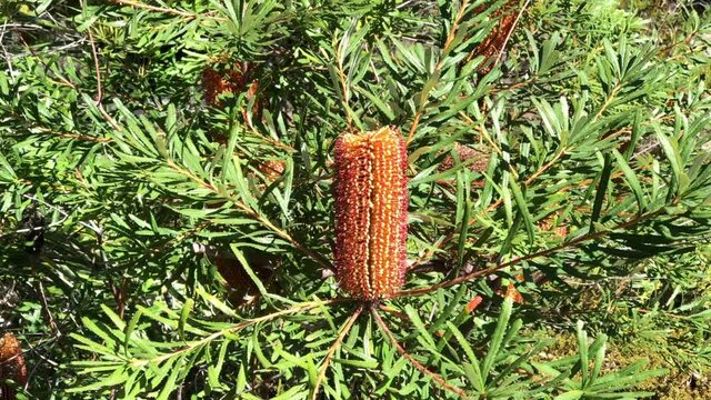 4K HD video zooming in on hairpin banksia&nbsp;flower cone growing upwards from the tree branches. The distinctive&nbsp;inflorescences&nbsp;or flower spikes occur over a short period through autumn and early winter.