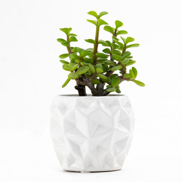 Flower pot