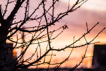 Fototapeta na wymiar silhouette of a tree in sunrise