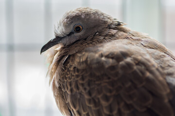 Cute Spotted dove or (spilopelia chinensis) or pearl-necked dove portrait