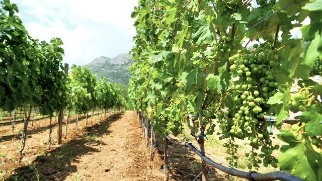 Irrigation in Vineyard, Rows of Grapes and Pipes With Dripping Water Drops