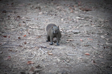 Naklejka premium A squirrel looking at camera.
