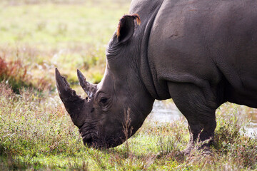 Fototapeta premium Black Rhino