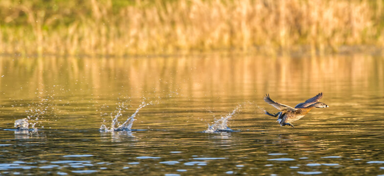 Pie billed grebe (Podilymbus podiceps) using feet to run on water for take off, late evening yellow light, blurred brown weeds background