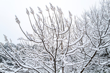Fototapeta na wymiar Snow covered branches