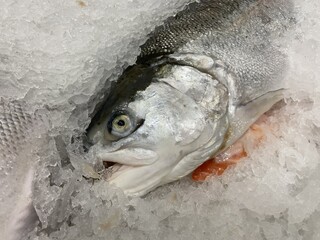 fresh fish in food market