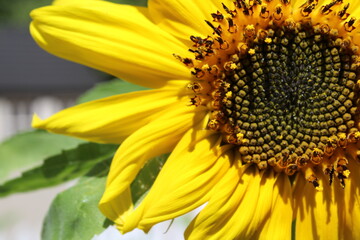 Sunflower details close up