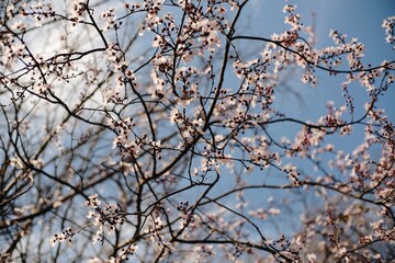 Almond Blossom