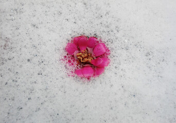 red flower on the white foam