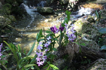 Orchids near a stream