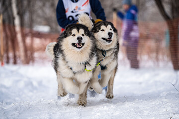 A dog husky run in the snow