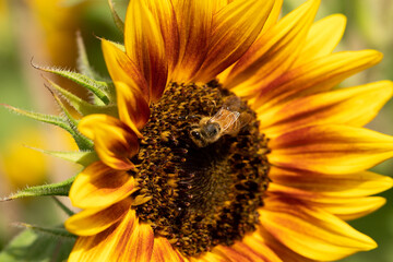 Bee on a Sunflower