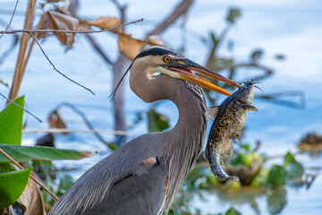 Great Blue Heron close-up stabbed catfish