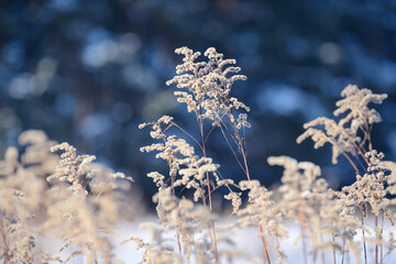 Dry branches of grass and flowers on a winter snowy field. Seasonal cold nature background. Winter landscape details. Wild plants frozen and covered with snow and ice in meadow.