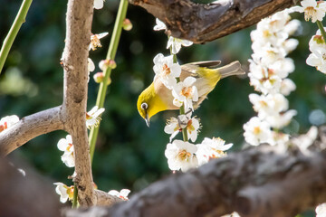 白い枝垂れ梅と一羽のメジロ