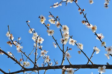 春の訪れ　梅の花　風景　