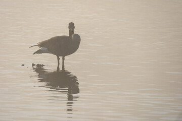 Canada Goose on Foggy Lake