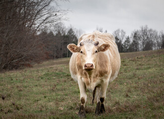 Cow Standing in the Pasture