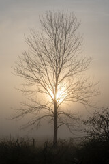 Lone Tree in the Misty Sunrise