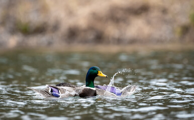 Mallard Drake Getting Ready for Takeoff